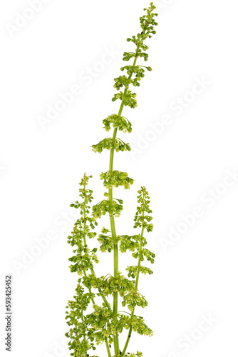 Obraz na płótnie Horse sorrel, lat. Rumex confertus, isolated on white background w salonie