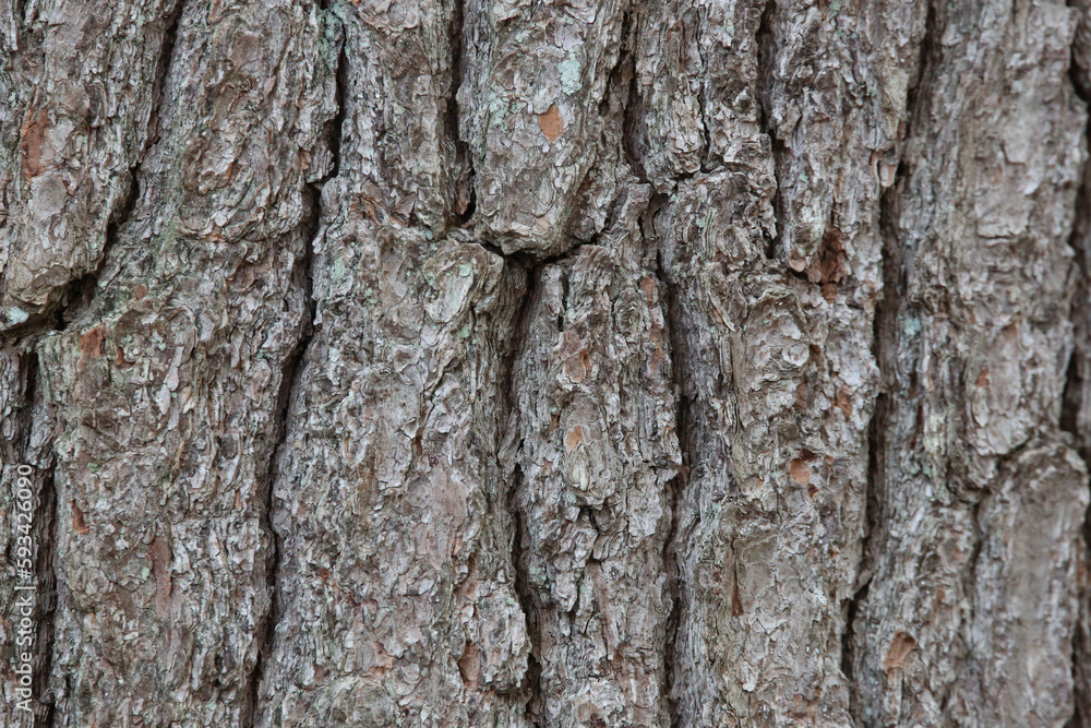 tree bark detail background texture nature gray brown wood tree bark detail background texture nature gray brown wood