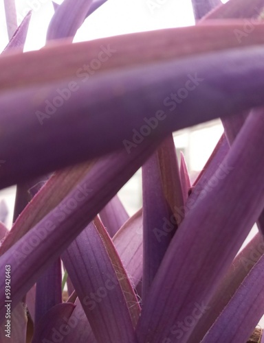 Purple reo flower photo