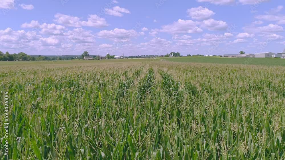 Drone Close View of Rows of Green Corn Stalks Traveling Along the Rows Drone Close View of Rows of Green Corn Stalks Traveling Along the Rows