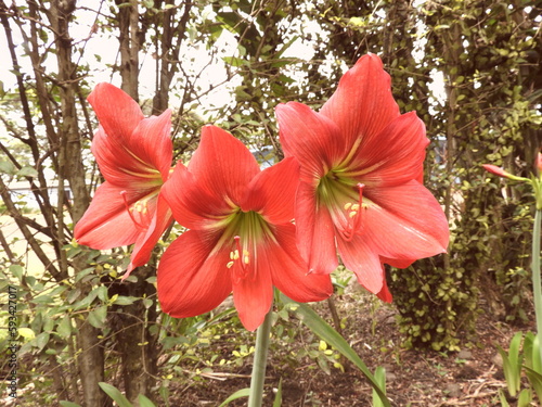 red trumpet flower