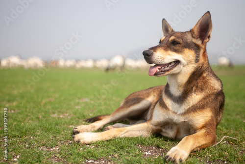 german shepherd dog