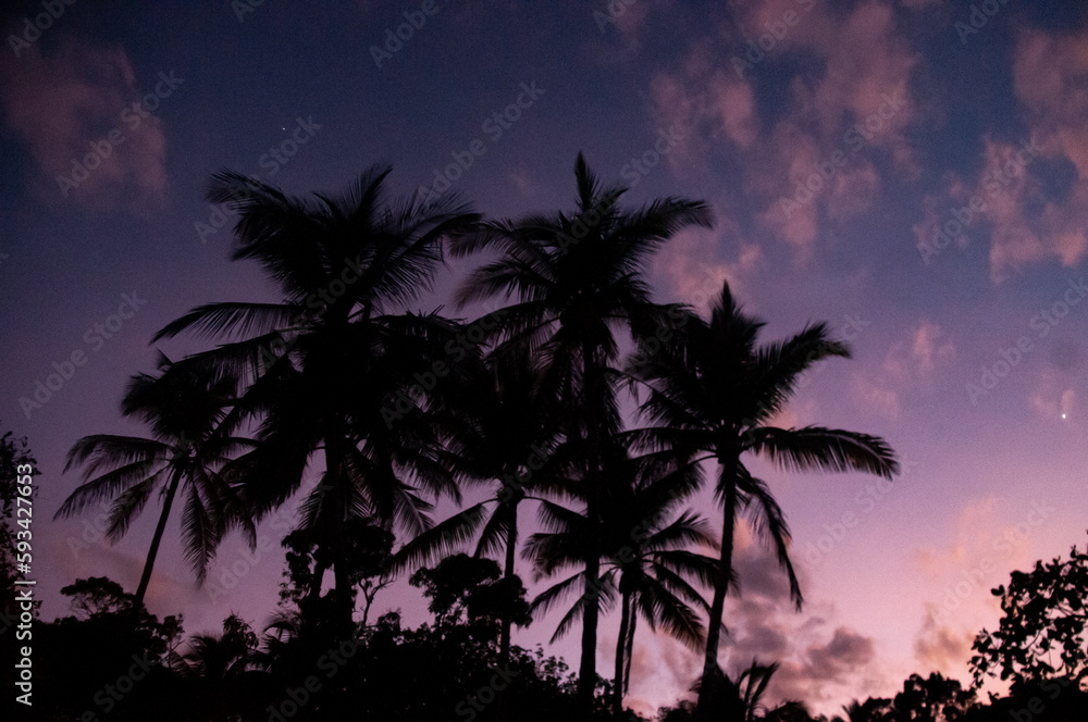 palm trees at sunset