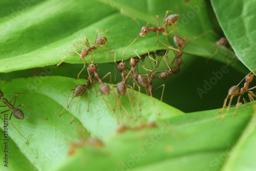 weaver ants, red ants, a collection of weaver ants working together to build a nest © ridho