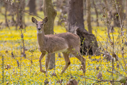 Fototapeta Naklejka Na Ścianę i Meble -  A young deer walks calming, slowly and quietly through the forest in mid afternoon surrounded by a sea of wild flowers. 