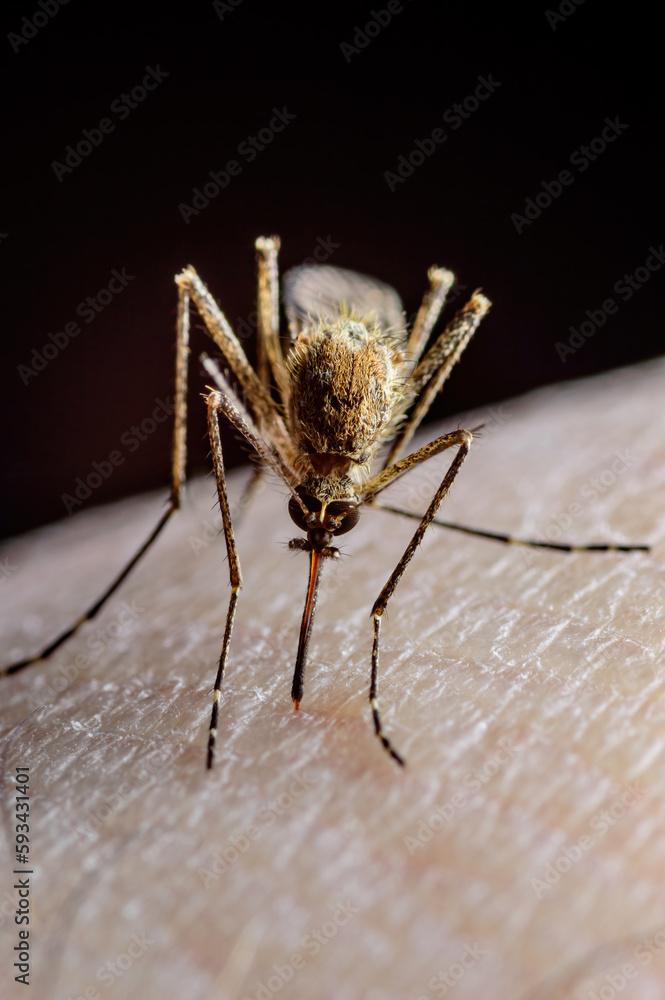 Dangerous Zika Infected Mosquito Skin Bite. Leishmaniasis, Encephalitis ...