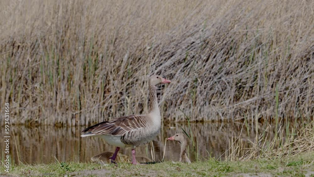 Close up of Greylag Goose standing and watching it`s family and the surroundings. (4K Resolution) Close up of Greylag Goose standing and watching it`s family and the surroundings. (4K Resolution)