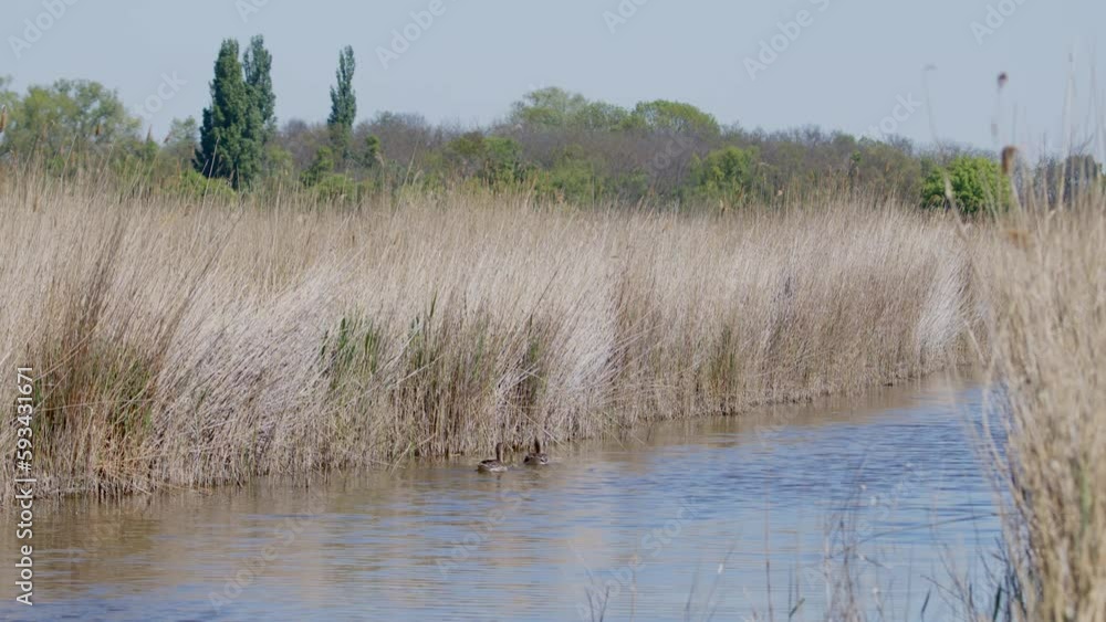 Wide shot of Greylag Goose family swimming in a lake. Sunny and windy day. (4K Resolution) Wide shot of Greylag Goose family swimming in a lake. Sunny and windy day. (4K Resolution)