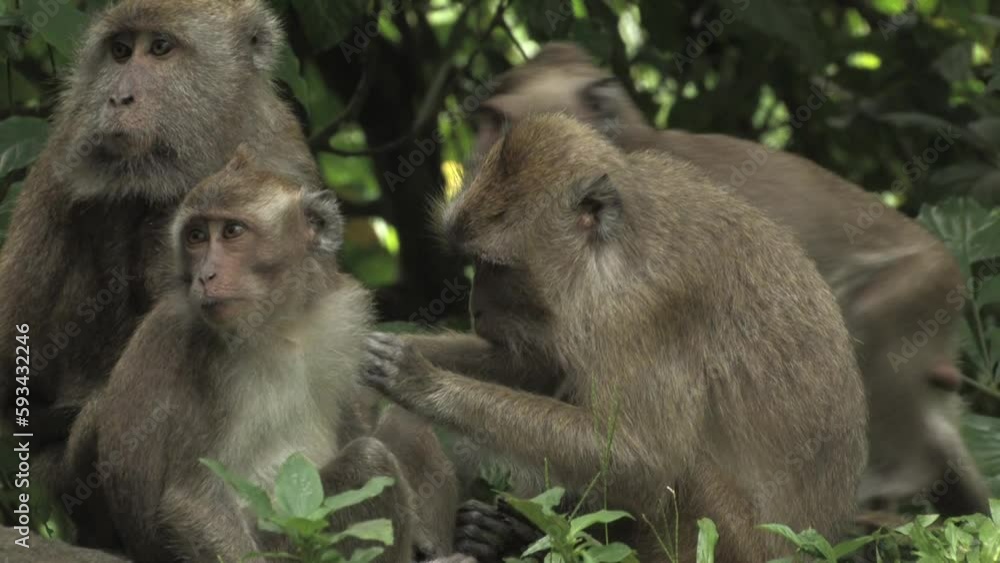 Crab-eating macaque, long-tailed macaque, Macaca fascicularis, macaco cangrejero, group with youngs grooming tranquillities sitting on rocks with jungle background, Ujung kulon, Panaitan, Indonesia. Crab-eating macaque, long-tailed macaque, Macaca fascicularis, macaco cangrejero, group with youngs grooming tranquillities sitting on rocks with jungle background, Ujung kulon, Panaitan, Indonesia.