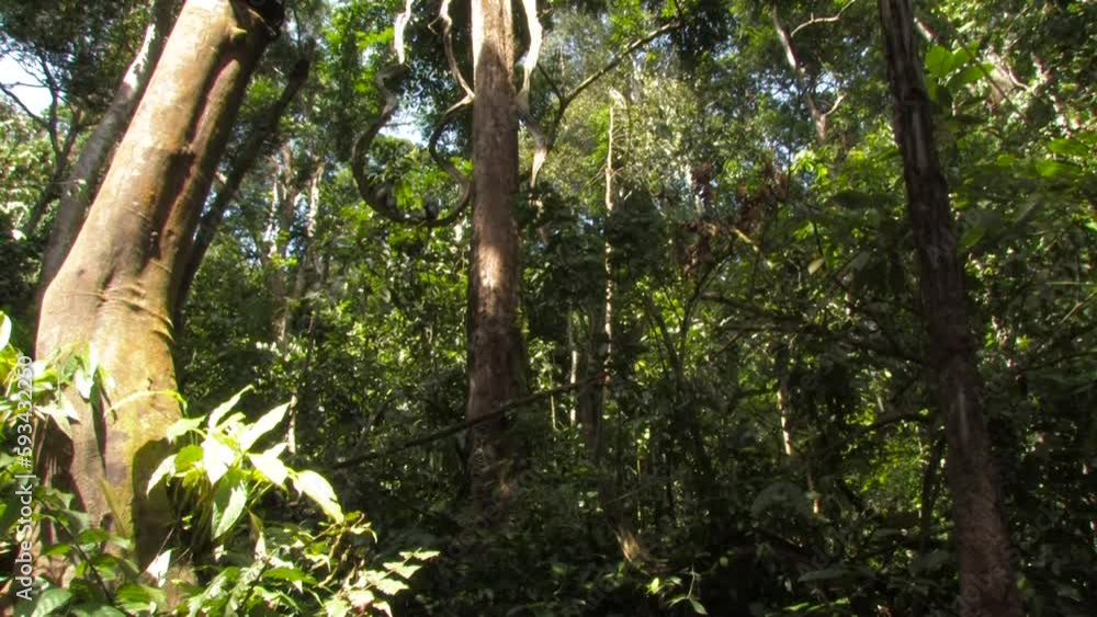 The Thomas's langur, Presbytis thomasi, langur de Thomas, group jumping leaping through the rainforest canopy in an open shot, Ujung kulon, Panaitan, Java, Indonesia. The Thomas's langur, Presbytis thomasi, langur de Thomas, group jumping leaping through the rainforest canopy in an open shot, Ujung kulon, Panaitan, Java, Indonesia.