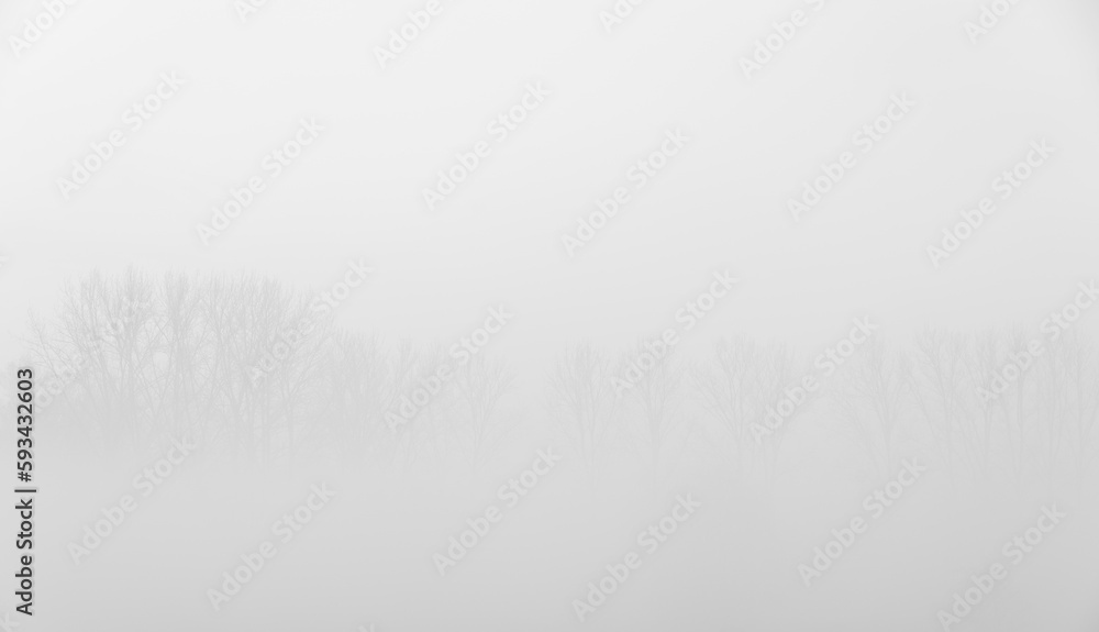 Obraz premium Foggy trees tops