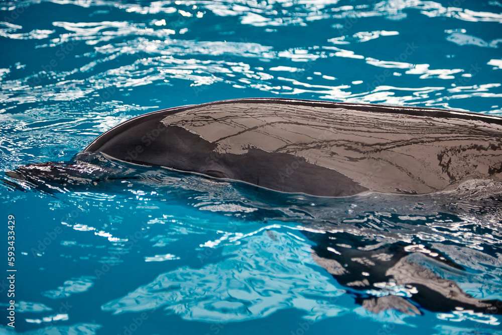 Obraz premium Close-up of the body of an intelligent mammalian dolphin floating to the surface of the water. Beautiful dolphin swims in the blue clear water in the pool