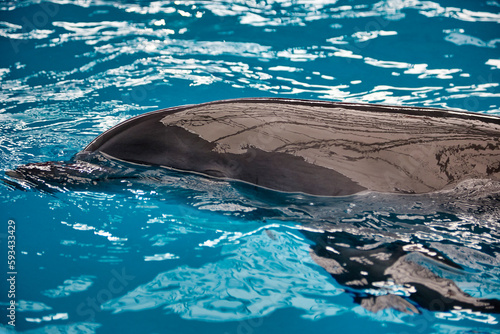 Close-up of the body of an intelligent mammalian dolphin floating to the surface of the water. Beautiful dolphin swims in the blue clear water in the pool