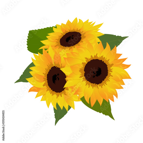 Sunflower vector illustration. Sunflower isolated. Botanical floral illustration. Yellow summer flower with green leaves