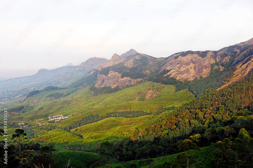 natural tea garden farm view with mountain in kerala