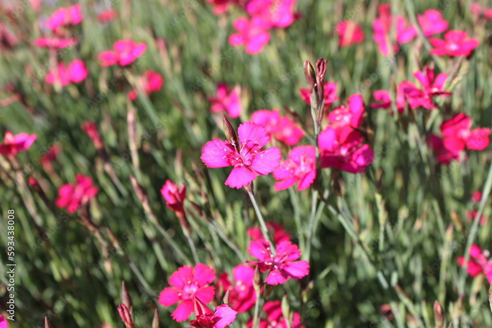 pink flowers pink flowers