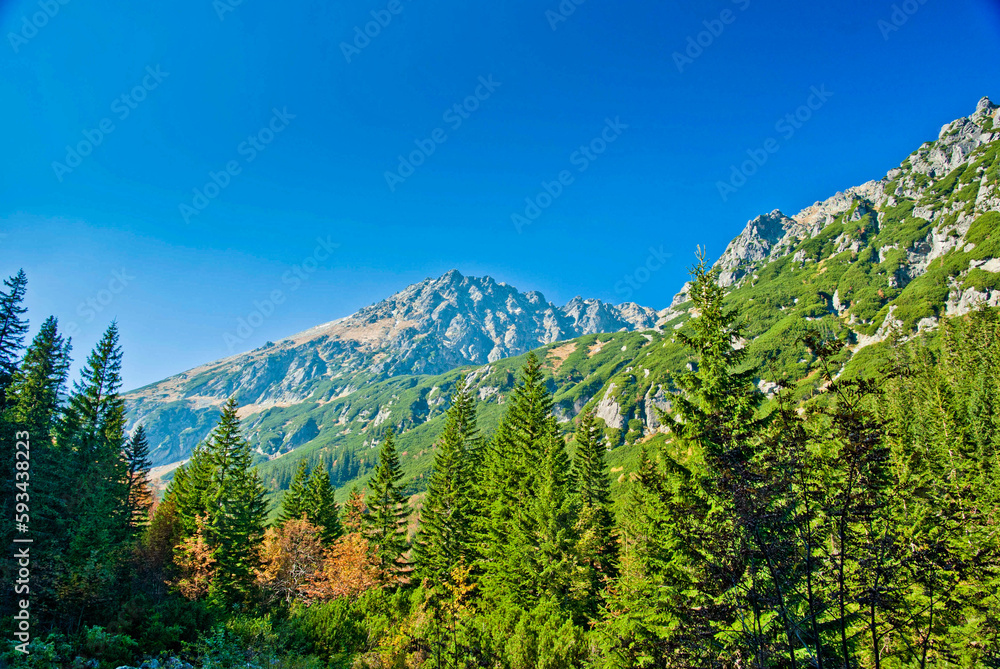 Tatry, drzewa, Tatrzański Park Narodowy, góry skaliste