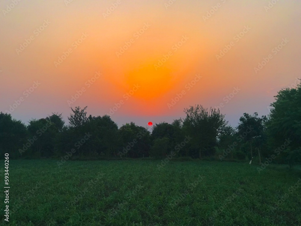 Sunset in the Field 