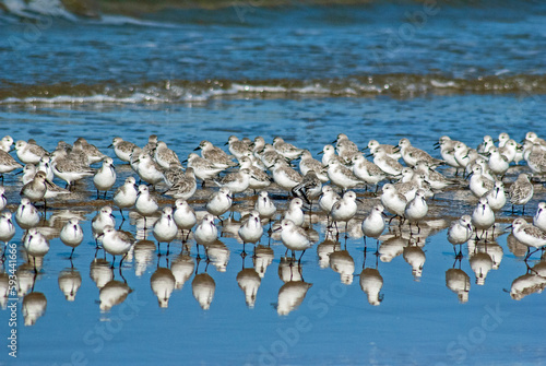 ミユビシギ‐02