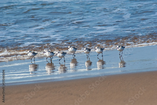 ミユビシギ‐05