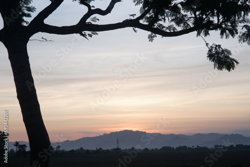 silhouette of tree © Bhara