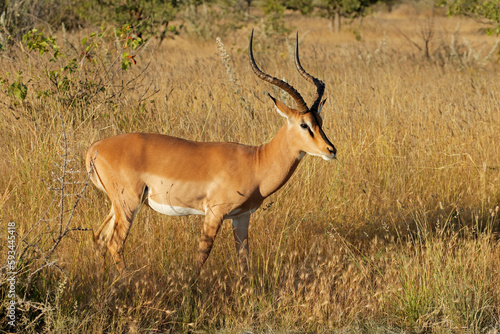 A male black-faced impala antelope (Aepyceros melampus petersi), Etosha National Park, Namibia.