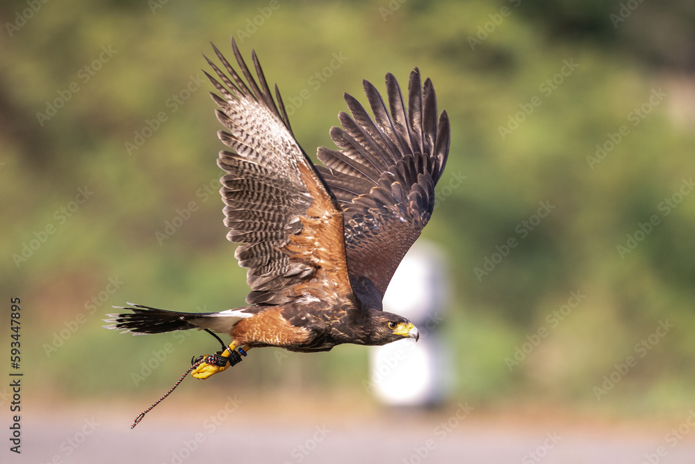 Fototapeta premium Harris's Hawk in training for hunting