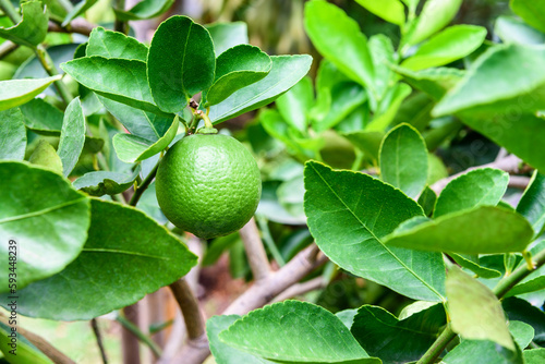 Green lime on a tree. Lime is a hybrid citrus fruit, which is typically round, about 3-6 centimeters in diameter and containing acidic juice vesicles. Limes are excellent source of vitamin C. photo