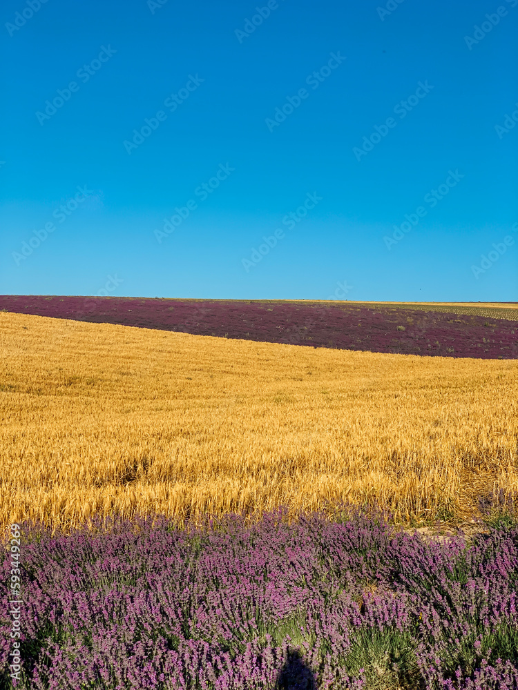 field with wheat lavender blue sky nature