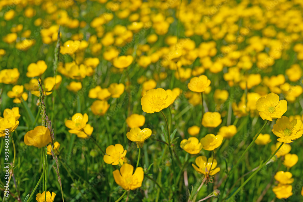 Scharfer Hahnenfuß, Ranunculus acris, im Frühling Scharfer Hahnenfuß, Ranunculus acris, im Frühling