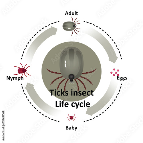 Vector dog tick on a white background Bite the pet Is an insect species The life cycle of an egg is an embryo for an adult teenager.