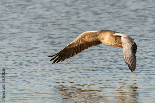 Greylag Goose (Anser anser)  in flight. Gelderland in the Netherlands.                                     © Albert Beukhof