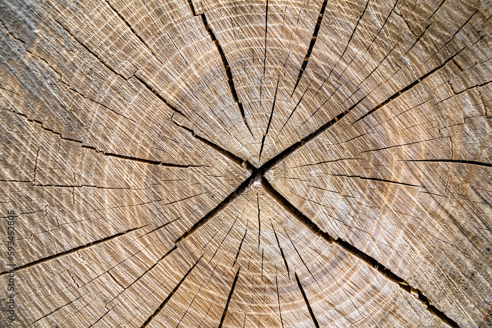 Fototapeta premium Beautiful wooden fracture old oak, natural texture close up