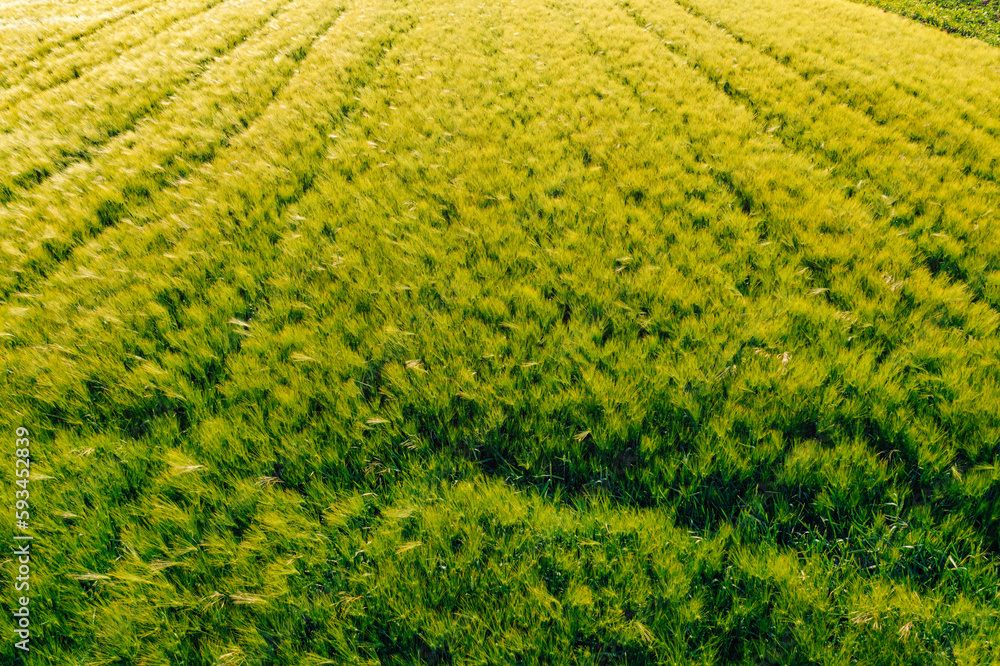 Aerial view of green unripe barley (Hordeum Vulgare) plantation in sunset