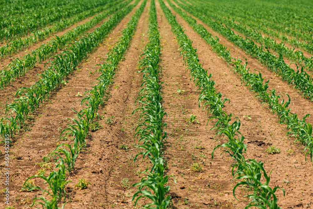 Zea mays plantation, corn sprouts in cultivated agricultural field Zea mays plantation, corn sprouts in cultivated agricultural field