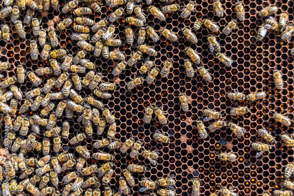 Abstract hexagon structure is honeycomb from bee hive filled Abstract hexagon structure is honeycomb from bee hive filled