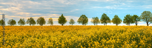 Blooming rapeseed (Brassica napus) field with trees and sky in background, beauty in nature