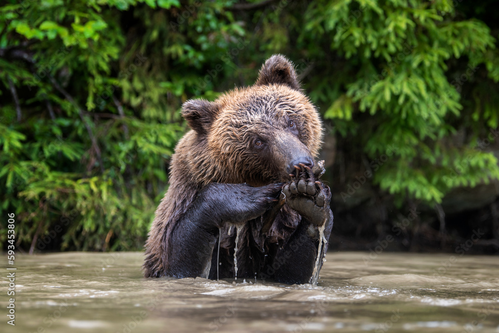 Obraz premium Wild Brown Bear on pond in the summer forest. Animal in natural habitat. Wildlife scene