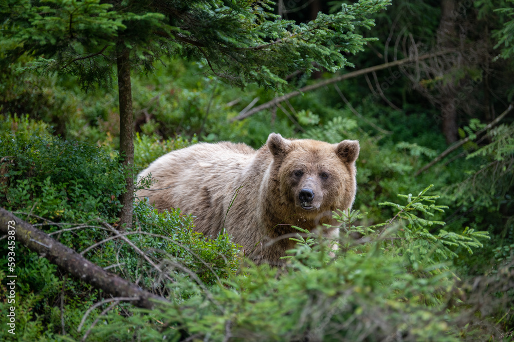 Fototapeta premium Wild Brown Bear in the summer forest. Animal in natural habitat. Wildlife scene