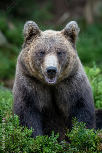 Wild Brown Bear in the summer forest. Animal in natural habitat. Wildlife scene