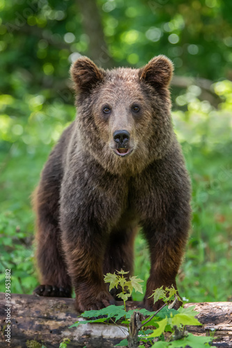 Wild Brown Bear in the summer forest. Animal in natural habitat. Wildlife scene