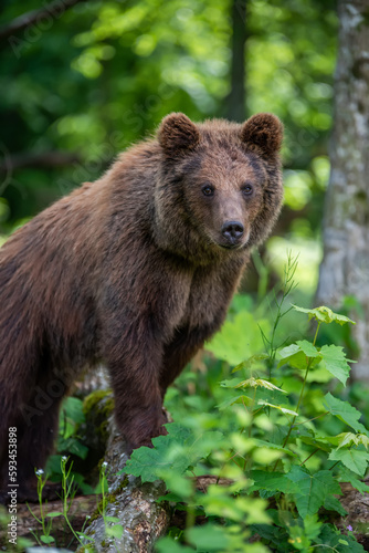 Wild Brown Bear in the summer forest. Animal in natural habitat. Wildlife scene