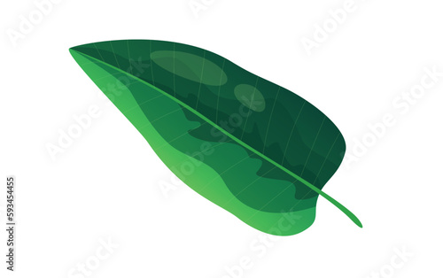 Concept Jungle botany plant branch leaf. A single green leaf of a jungle plant is the focus of this design. Vector illustration.