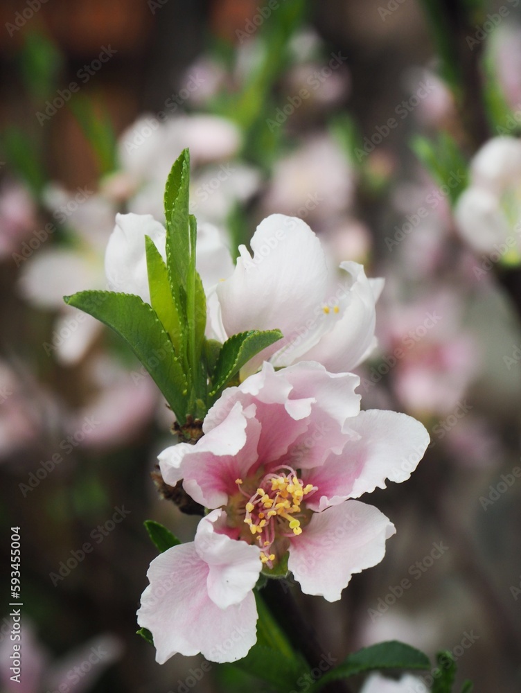 Obraz premium Close view of a branch of almond tree blossom flowers in nature