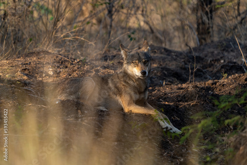 The Indian wolf (Canis lupus pallipes) photo