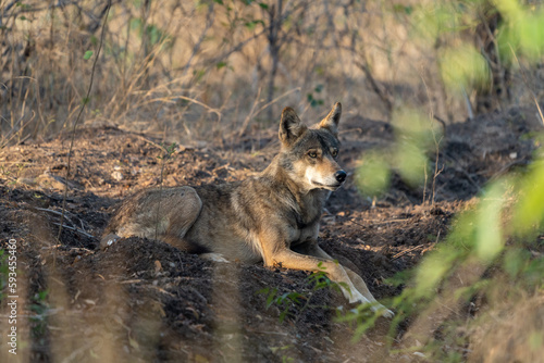 The Indian wolf (Canis lupus pallipes) photo