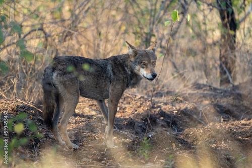 The Indian wolf  Canis lupus pallipes 