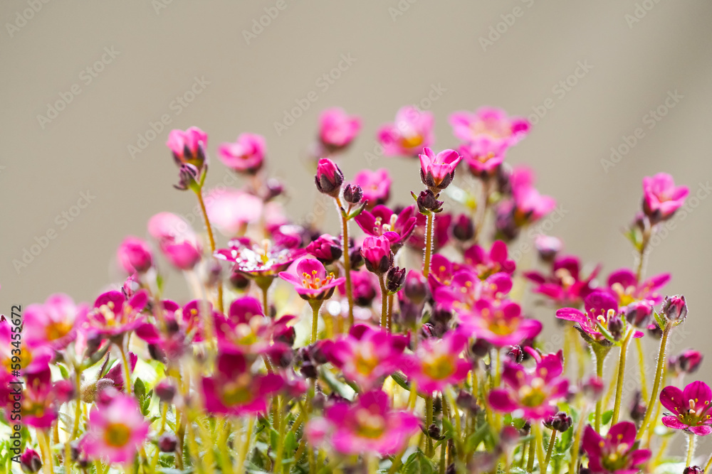 Fototapeta premium Pink saxifrage flowers. flowering plant. Saxifraga. 