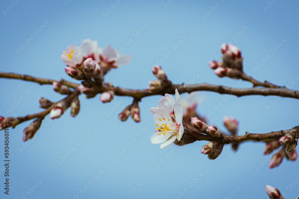 Almond tree branches full of white blossoms against the blue sky is spring Almond tree branches full of white blossoms against the blue sky is spring