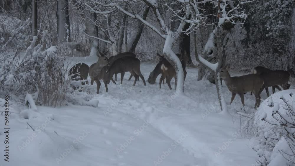 Herd roe deers Capreolus capreolus in snowy old garden in evening Herd roe deers Capreolus capreolus in snowy old garden in evening